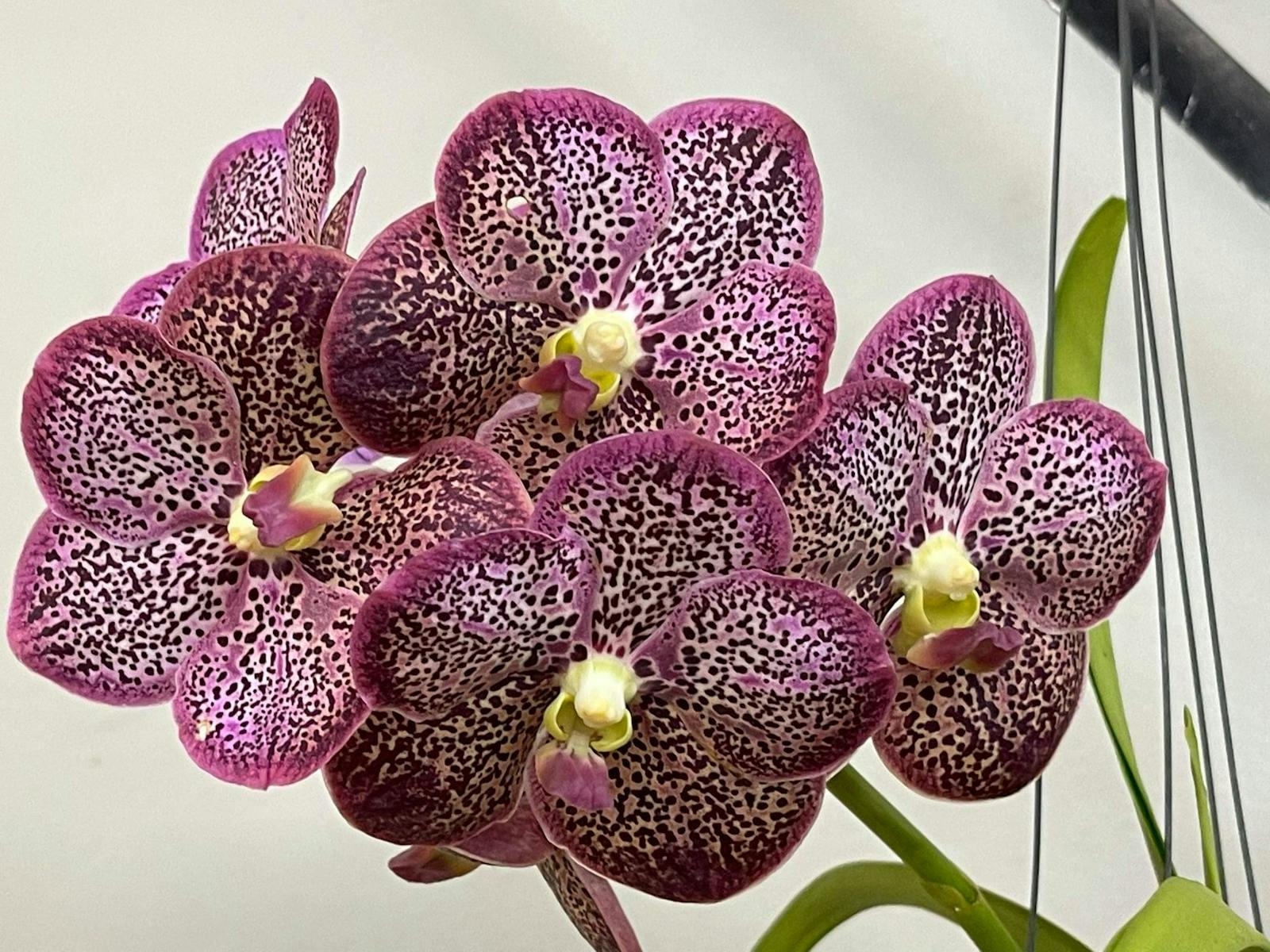 Image for NT Orchid Spectacular