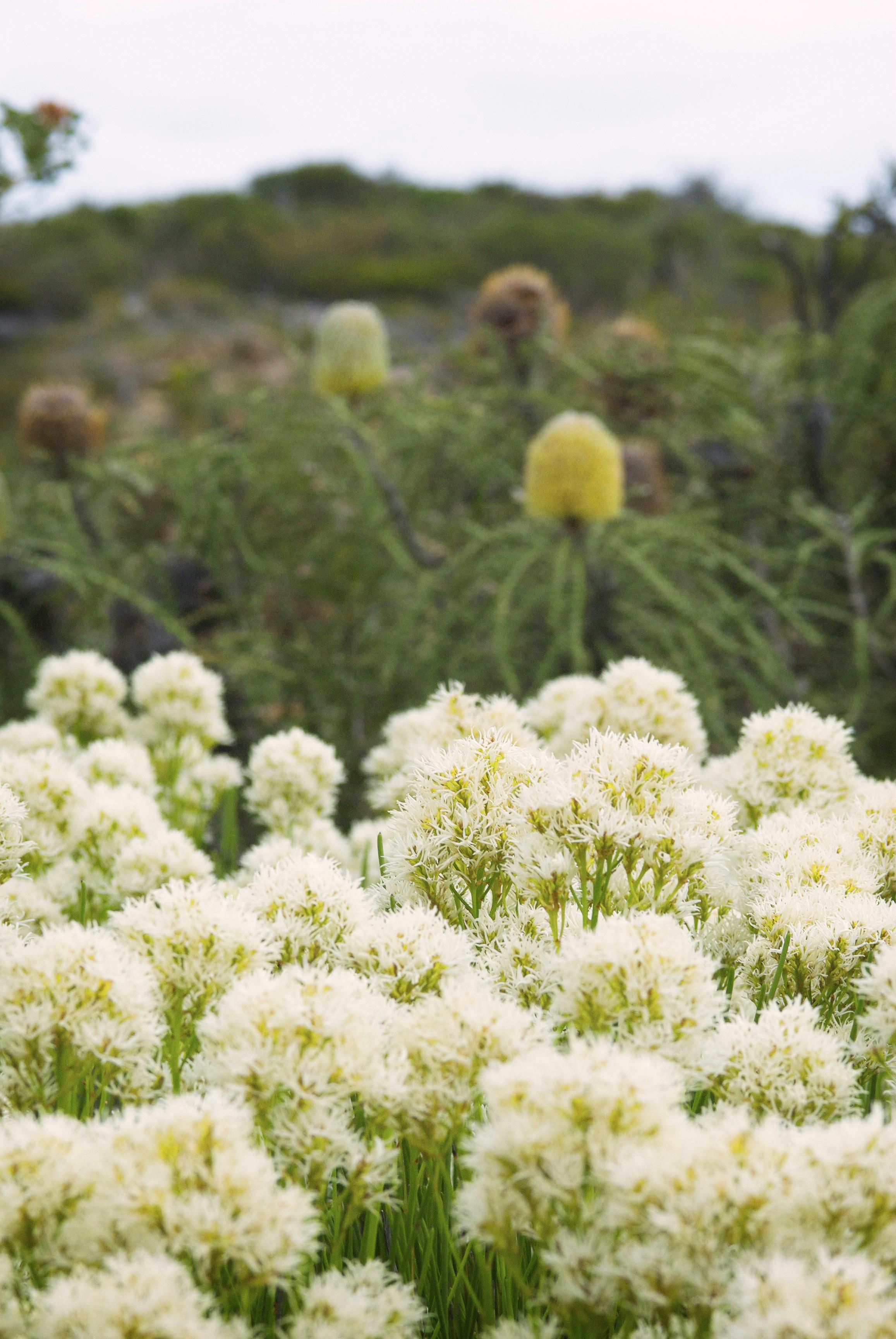 Esperance Wildflower Trail, Fitzgerald River National Park, Western Australia
