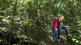 Iluka Rainforest Walking Track