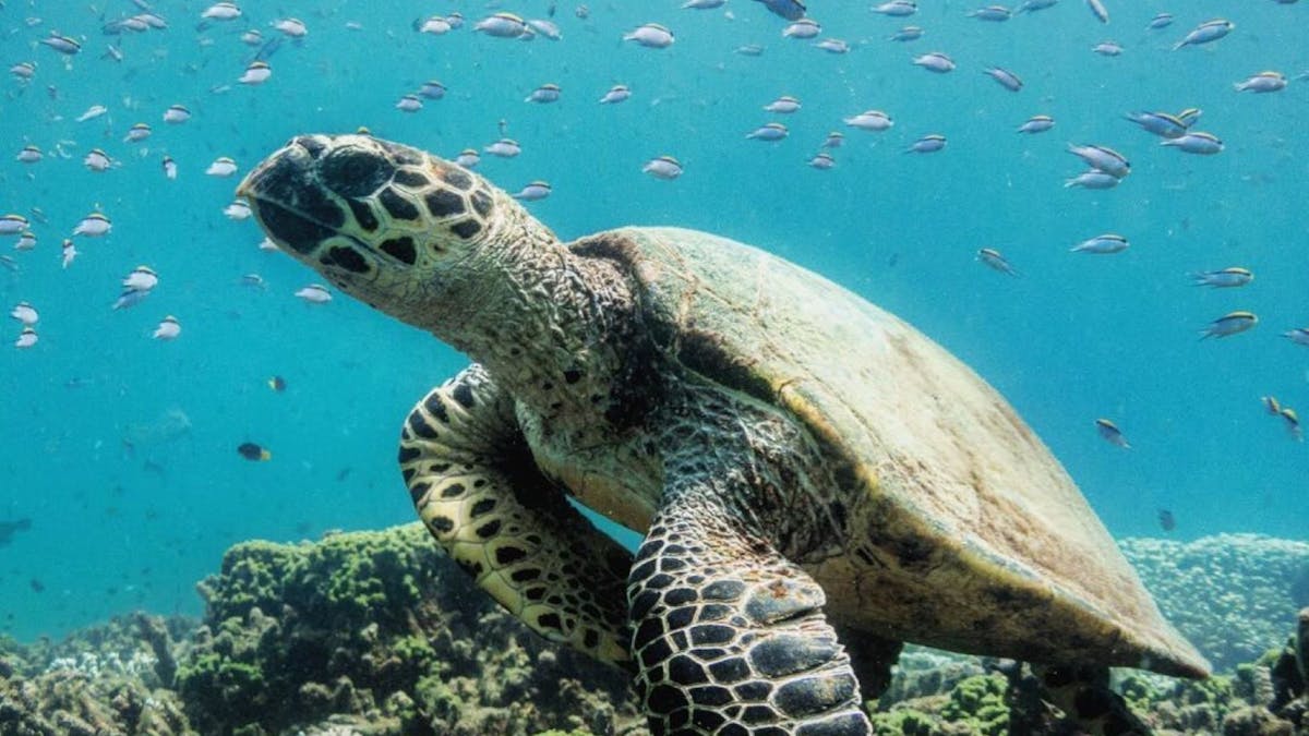 Turtle