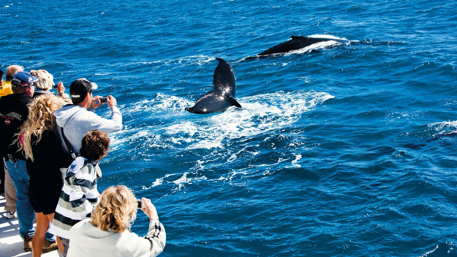 Whale Watching