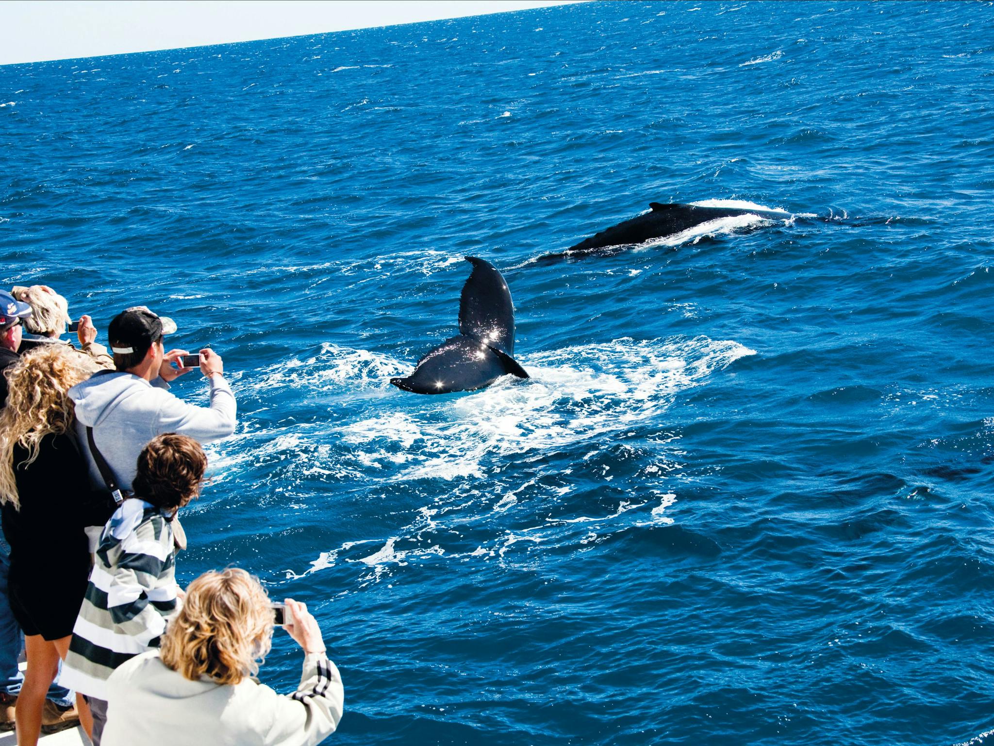 Whale Watching