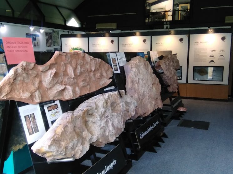 View of metal standa carrying large rock slabs with fossilised fish at the Age of Fishes Museumsd