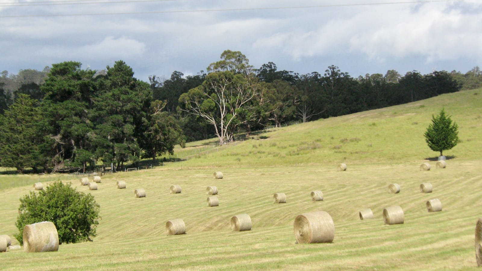 Hay round bales
