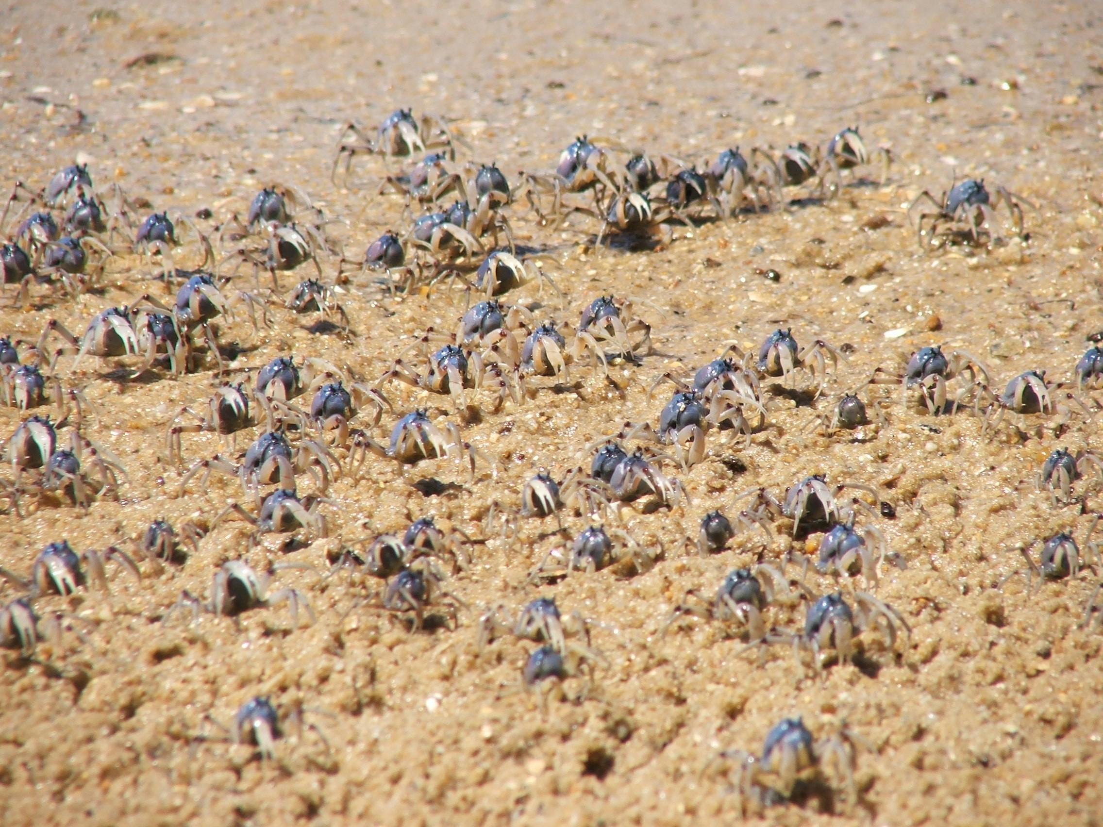 At low tide, soldier crabs march across the beach