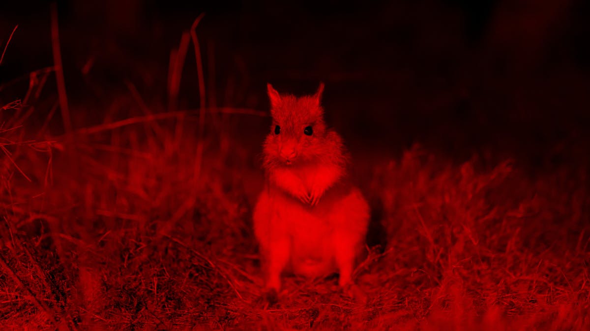 Bettong, a small macropod species, located in their grassland habitat