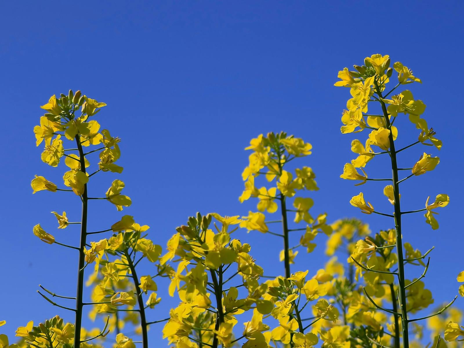 Cowra Fields of Gold Tours - Cowra Canola Experiences