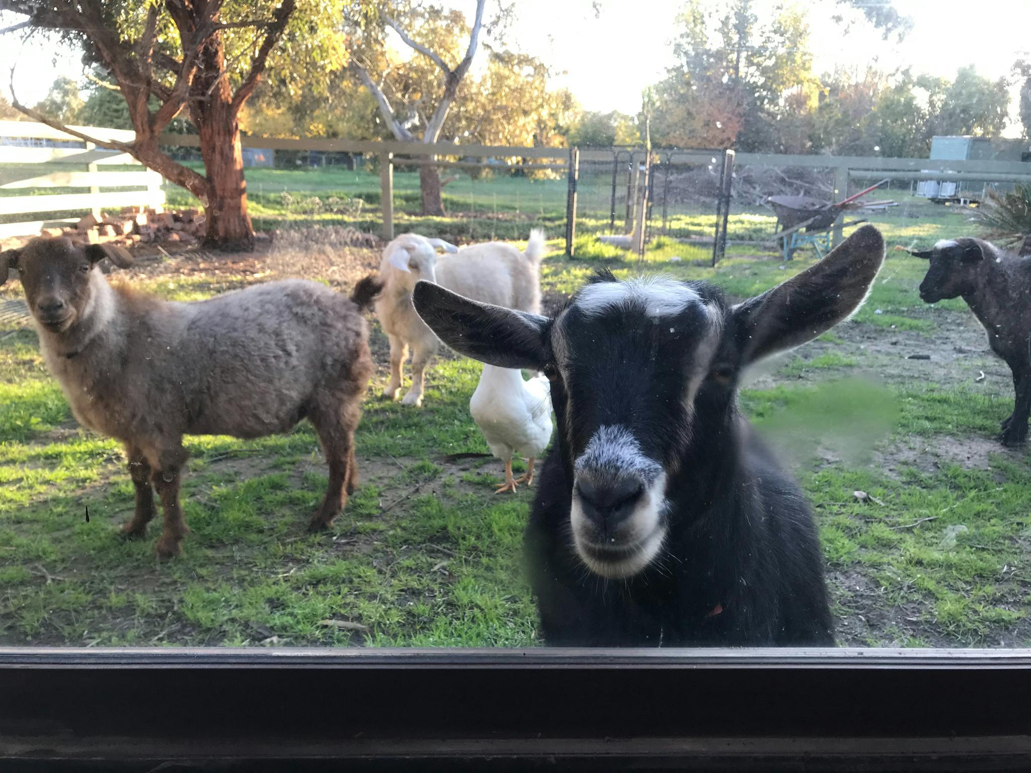 Yoga retreats and Benalla accommodation with mini-goats