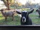 Yoga retreats and Benalla accommodation with mini-goats