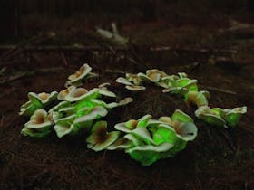 Join a Ghost Mushroom Tour May and June only