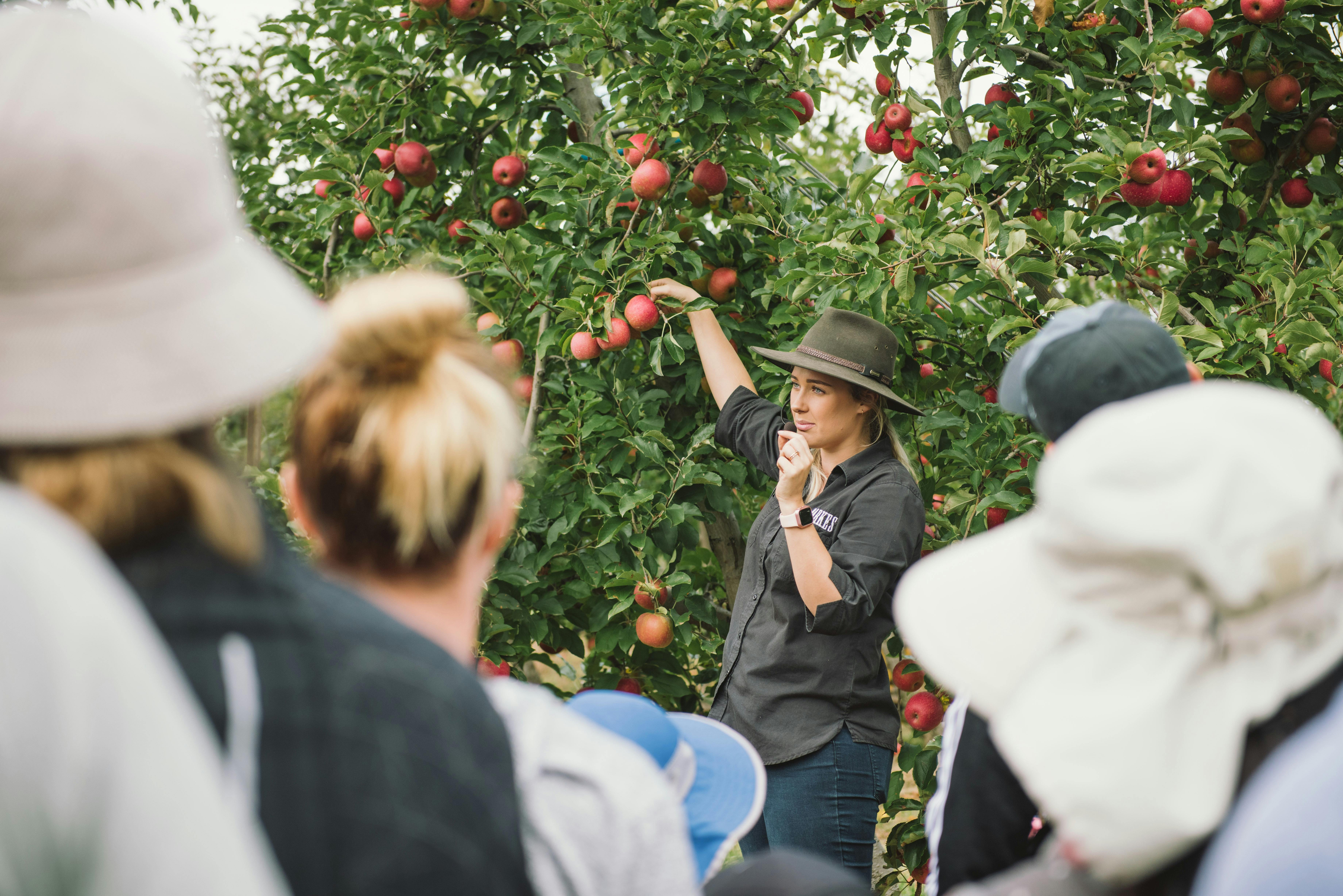 Fruit Picking Demo Glenbernie Orchard Darkes Forest
