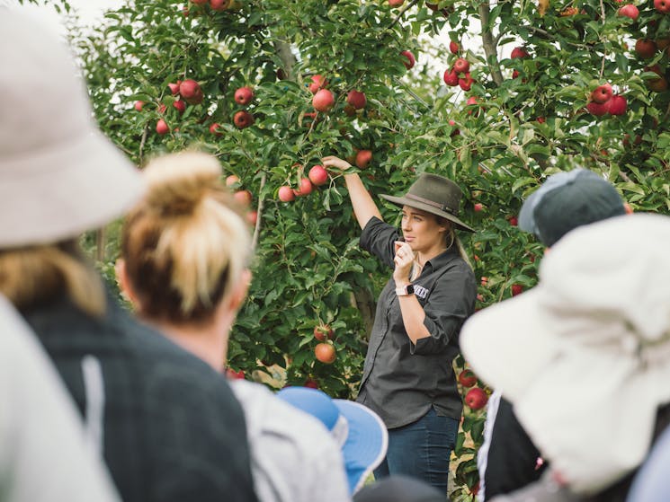 Fruit Picking Demo Glenbernie Orchard Darkes Forest