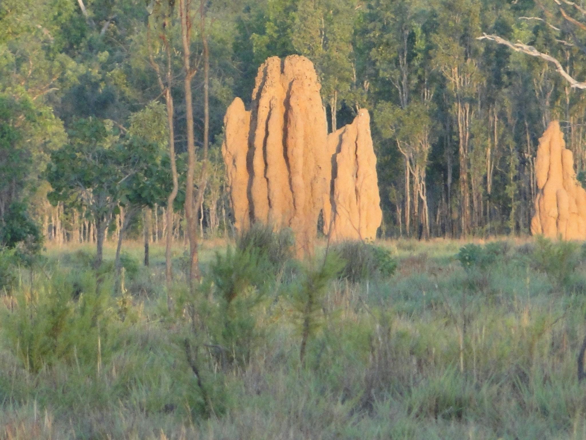 Litchfield termite mounds