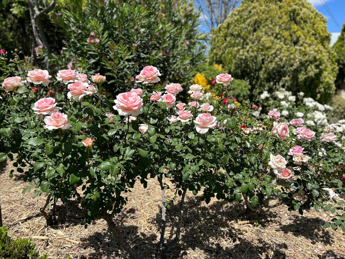 Roses