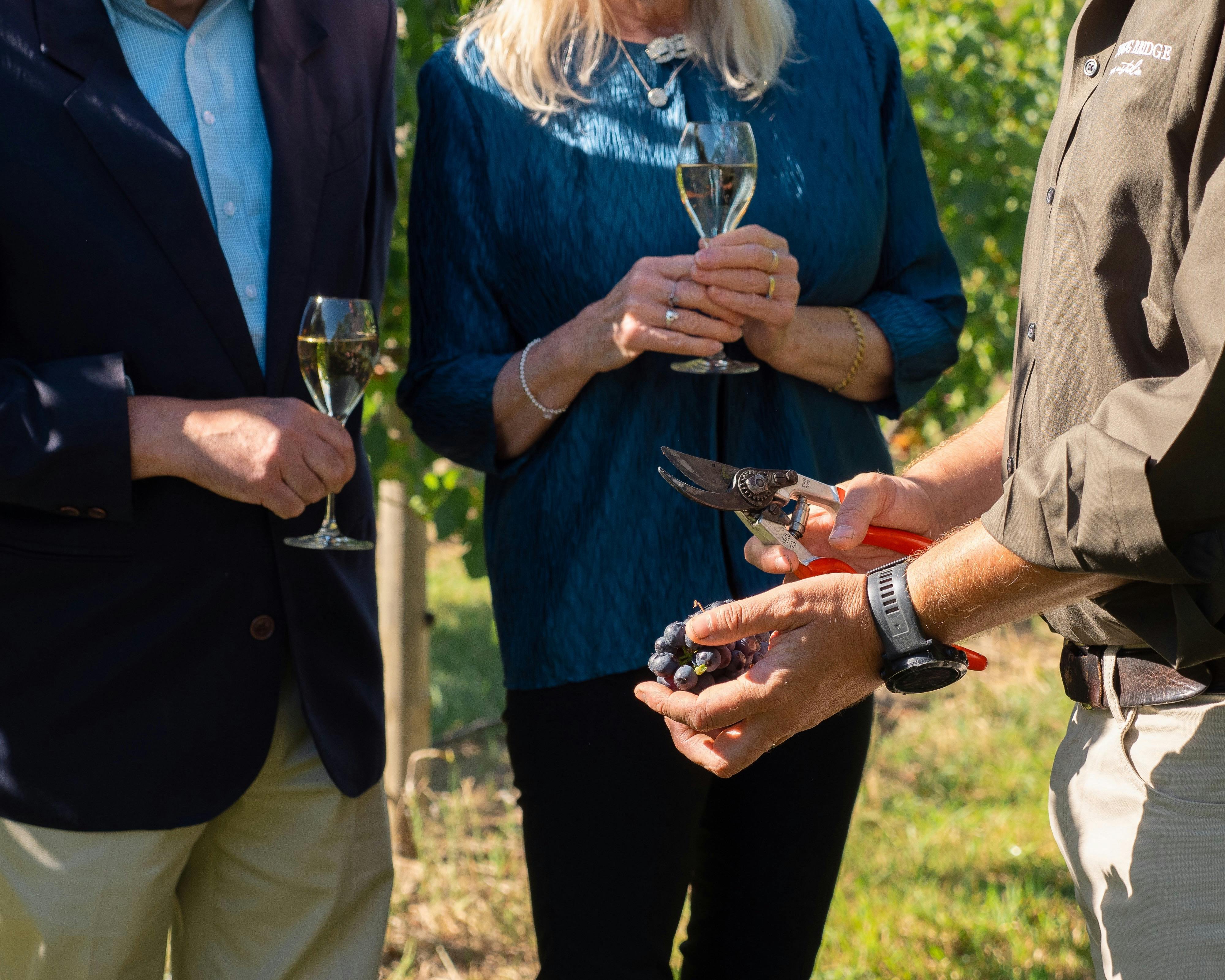 Swinging Bridge Winemaker Tom Ward with two guests in Hill Park vineyard
