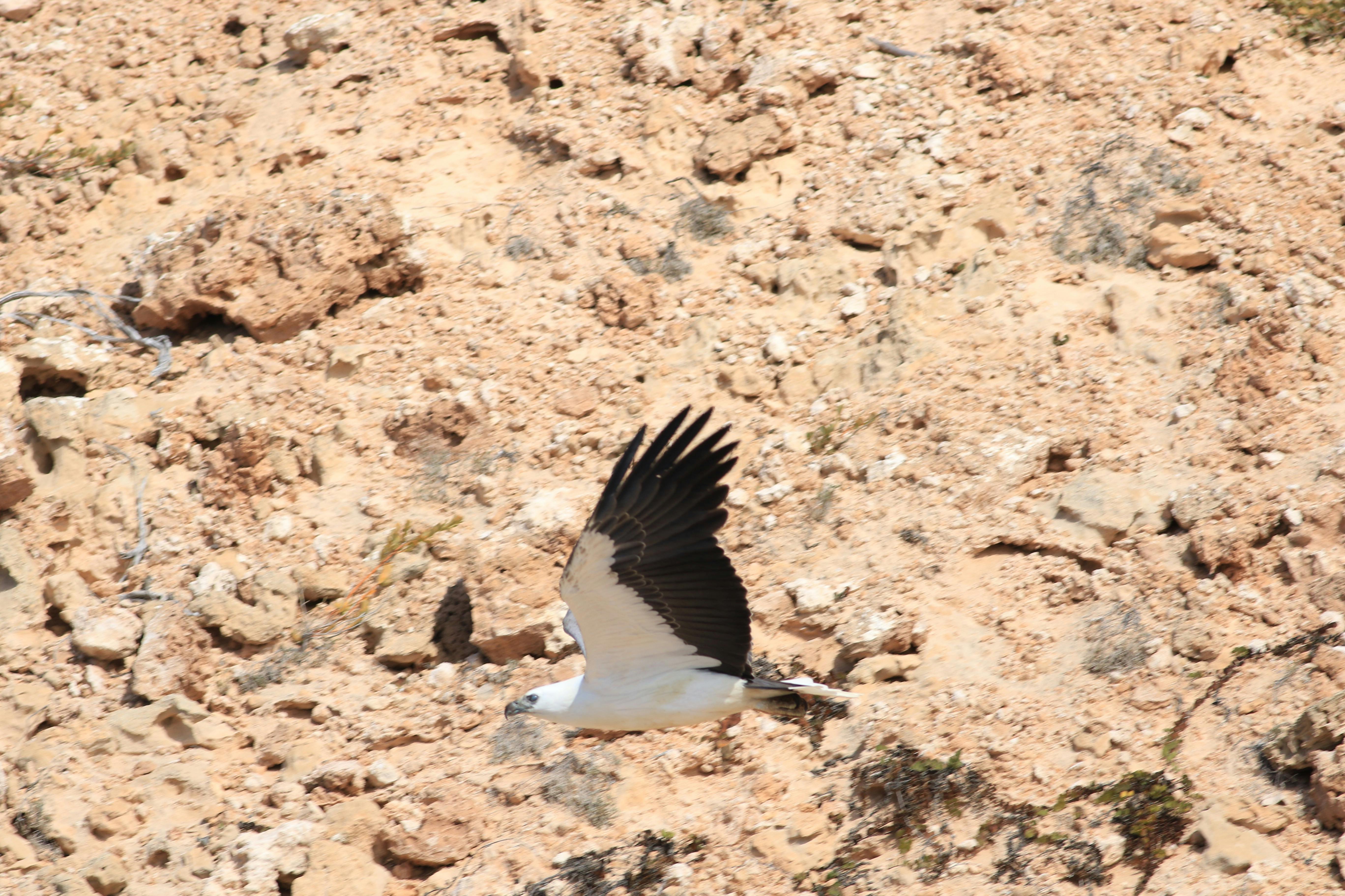 sea eagle