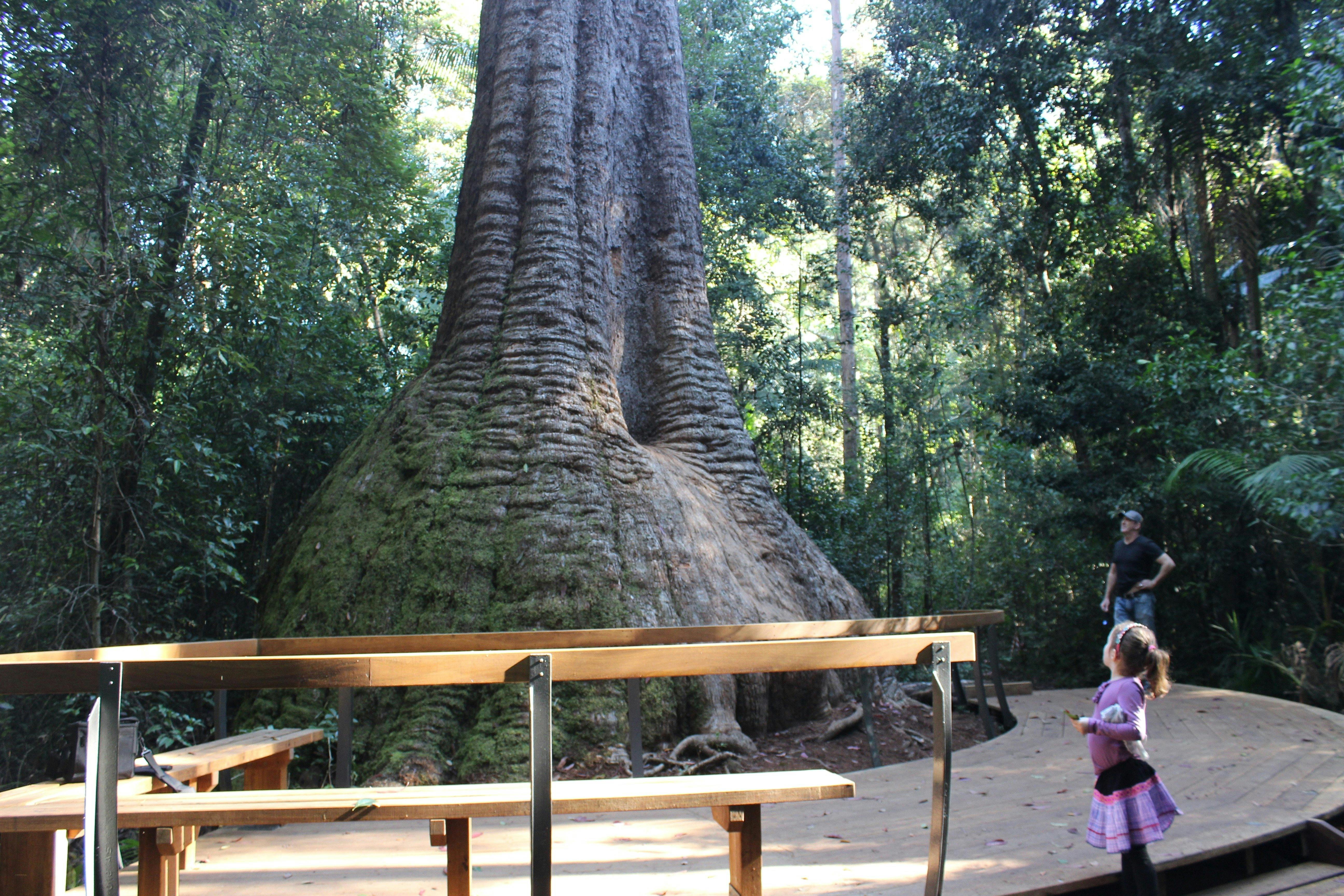 Burrawan State Forest