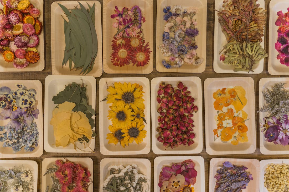 Kids Pressed Botanical Art at KARKOO Nursery Oakbank,