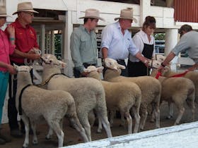 Best of the breed at the Glen Innes Show