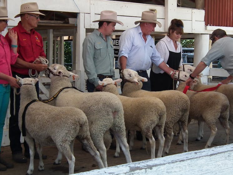 Best of the breed at the Glen Innes Show