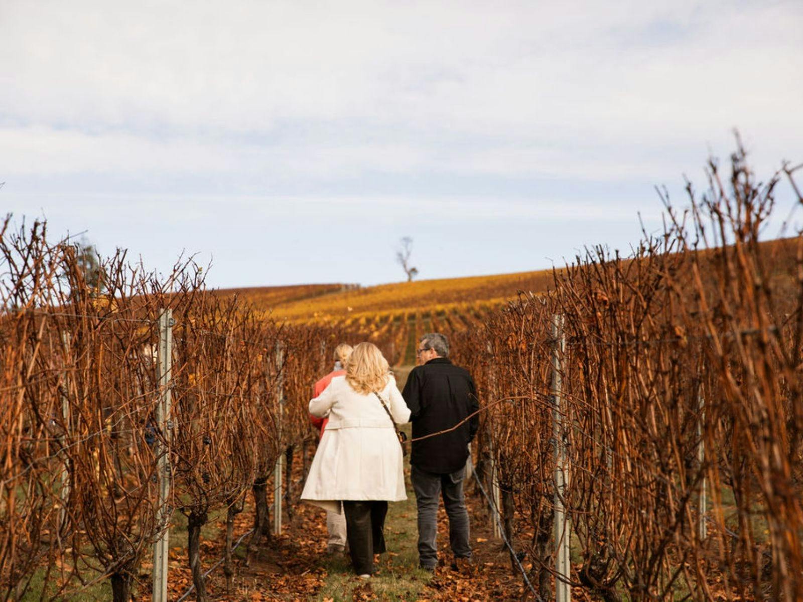 Guests walking through the Dalrymple Vineyard