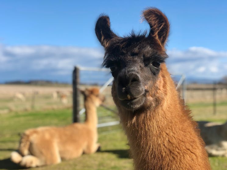 One of our handsome llamas