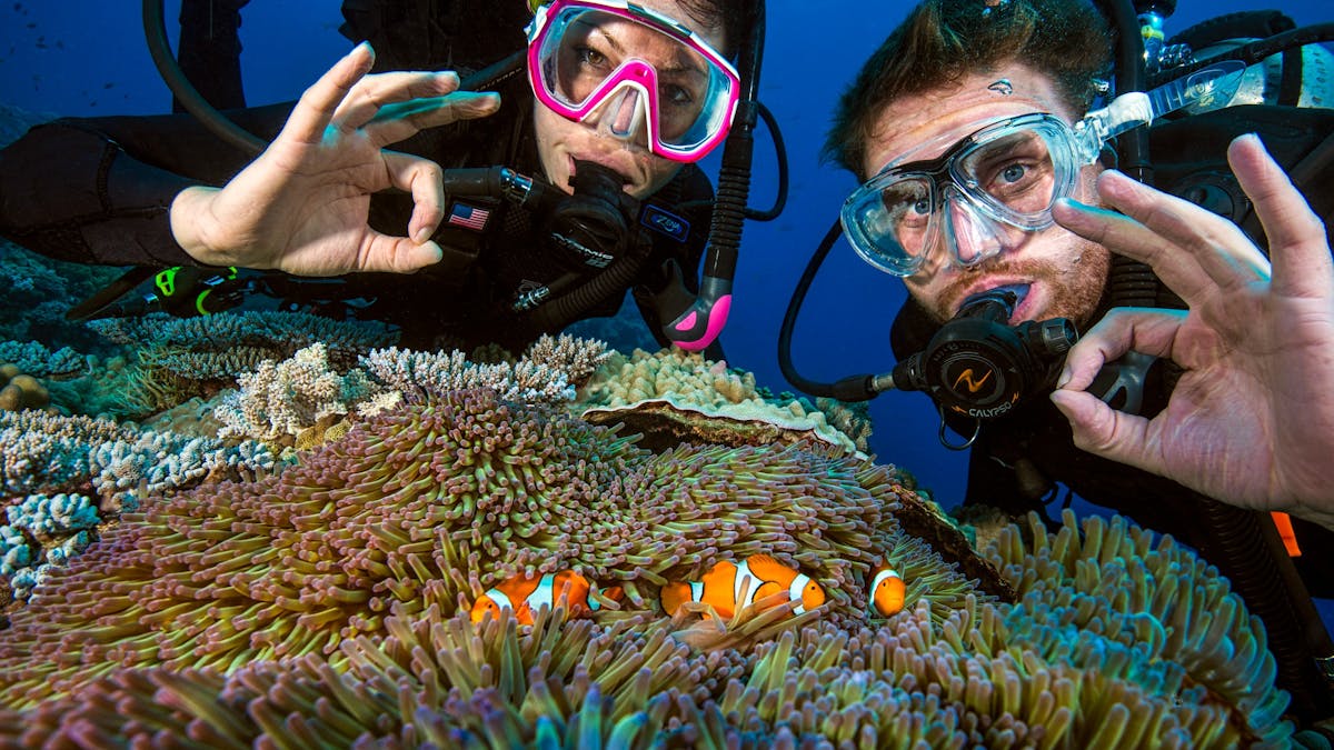 pro dive cairns dive great barrier reef