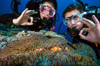 pro dive cairns dive great barrier reef