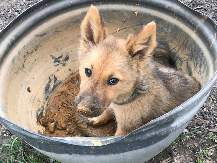 Puppy in gold panning pan