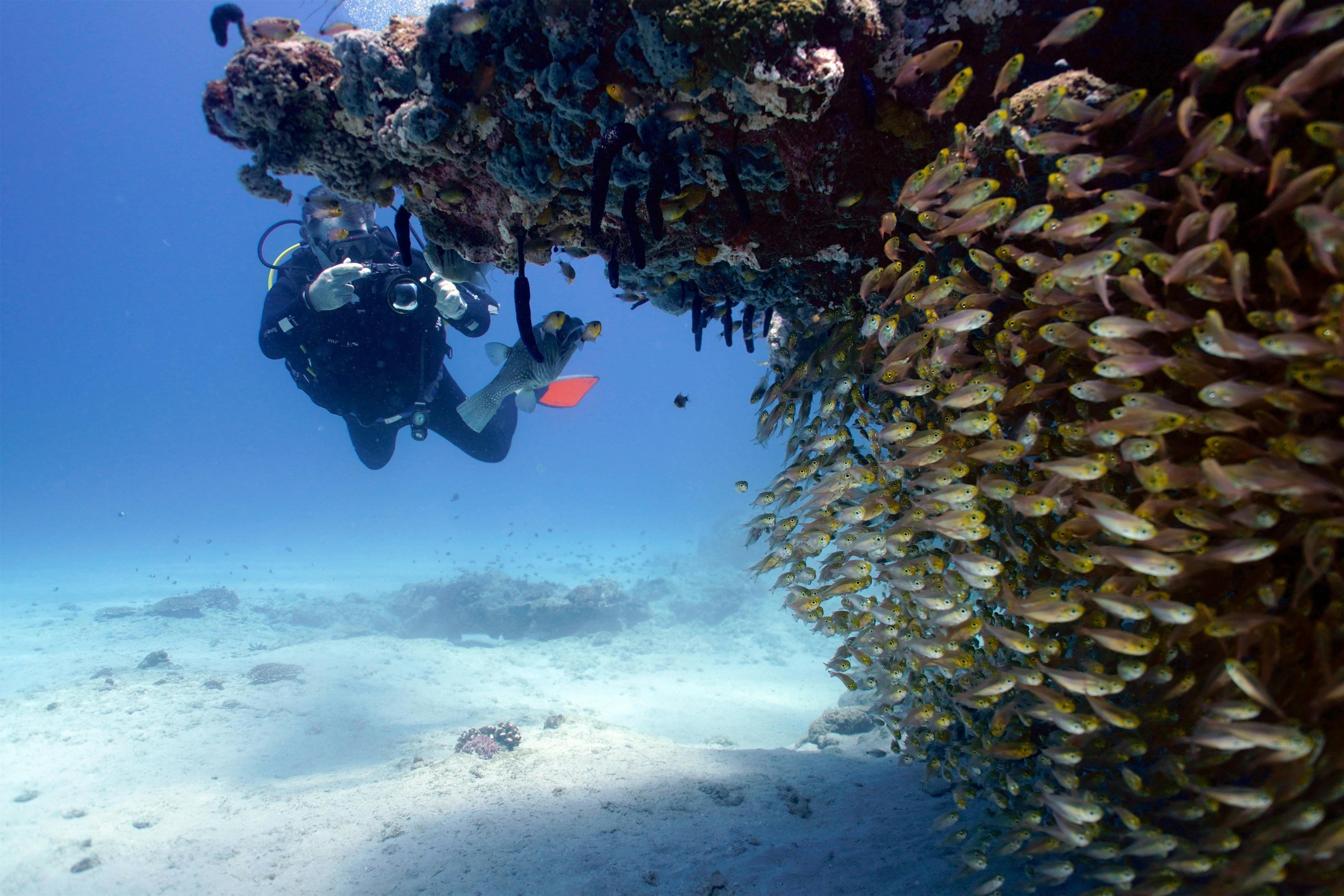 Exmouth Dive and Whalesharks Ningaloo, Exmouth, Western Australia