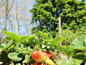 Old Farm, Strawberry Hill, Albany, Western Australia
