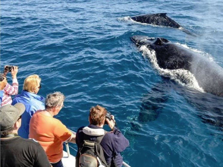 Afternoon Whale Watching Tours Cronulla