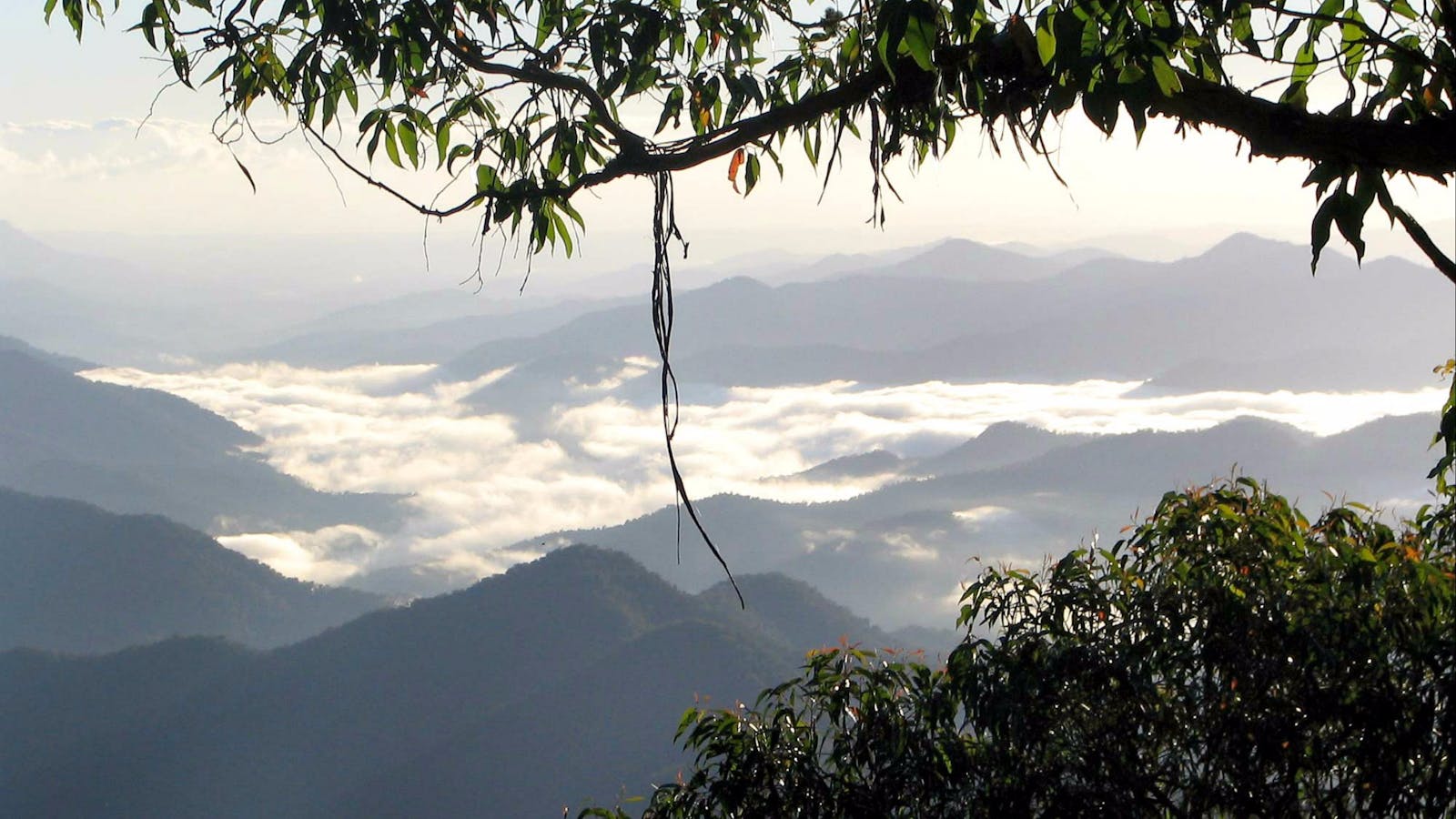 Eagles Nest Walking Track