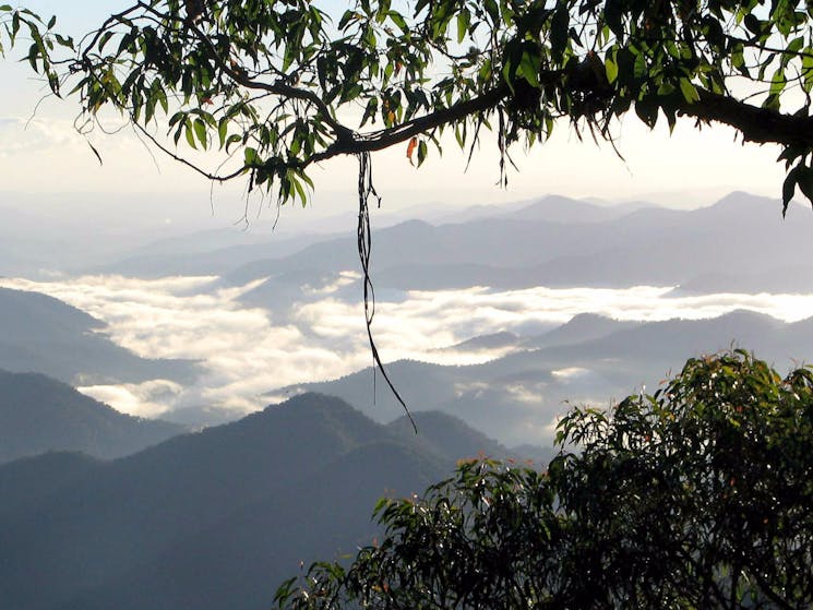 Eagles Nest track, New England National Park. Photo: Barbara Webster/NSW Government