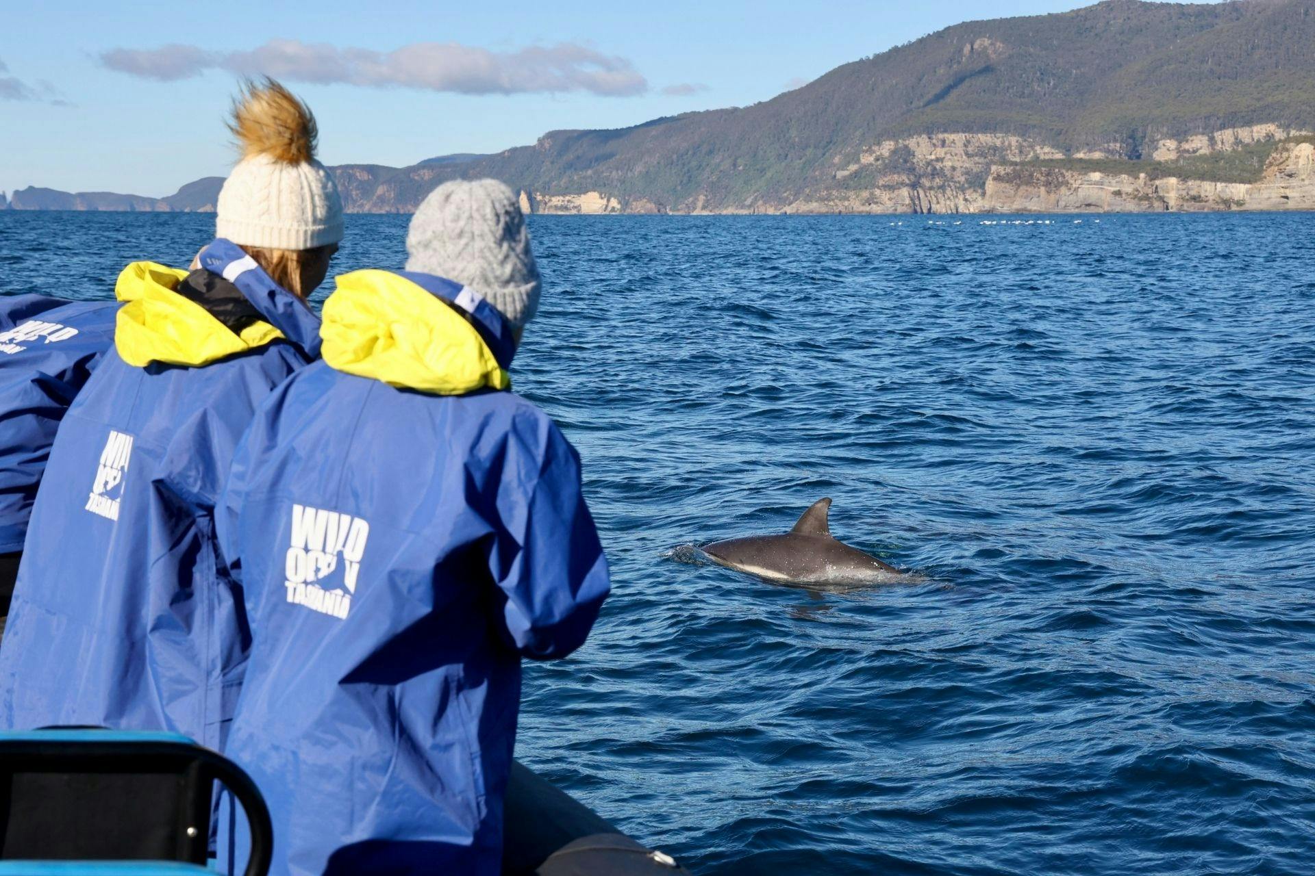 Dolphin watching in Tasmania