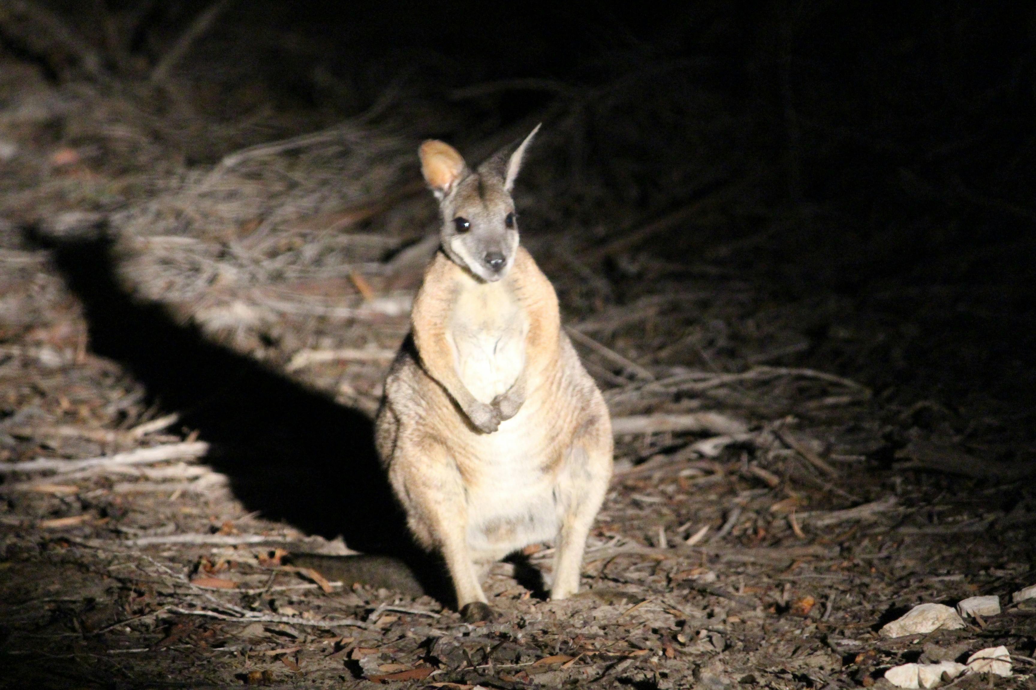 Wallaby