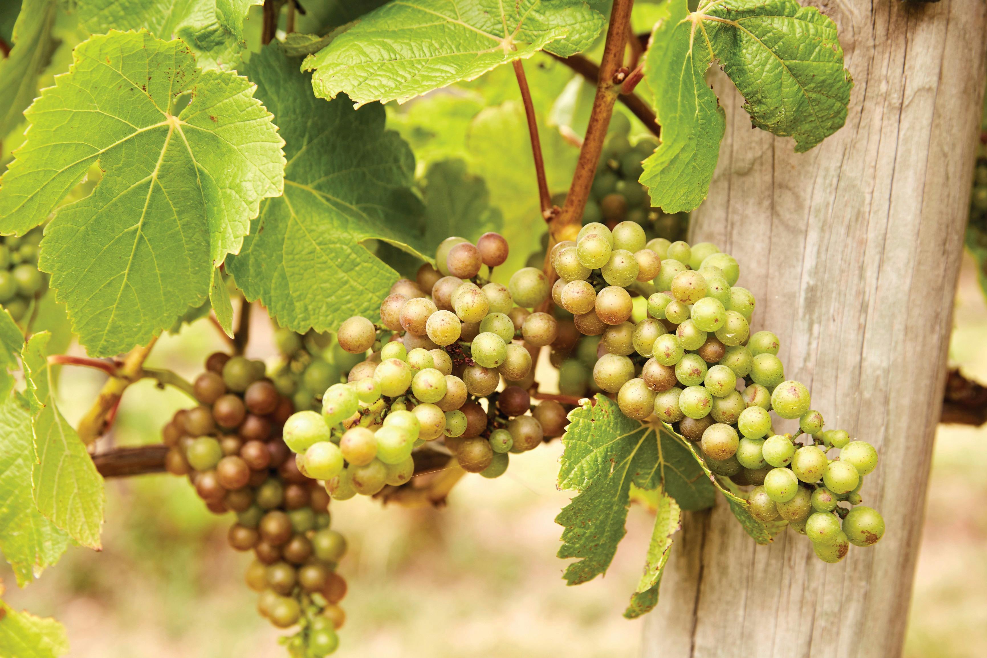 Grapes for wine of the Mornington Peninsula