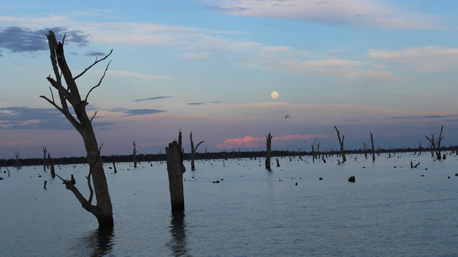 Sunset cruising through the trees, Lake Mulwala