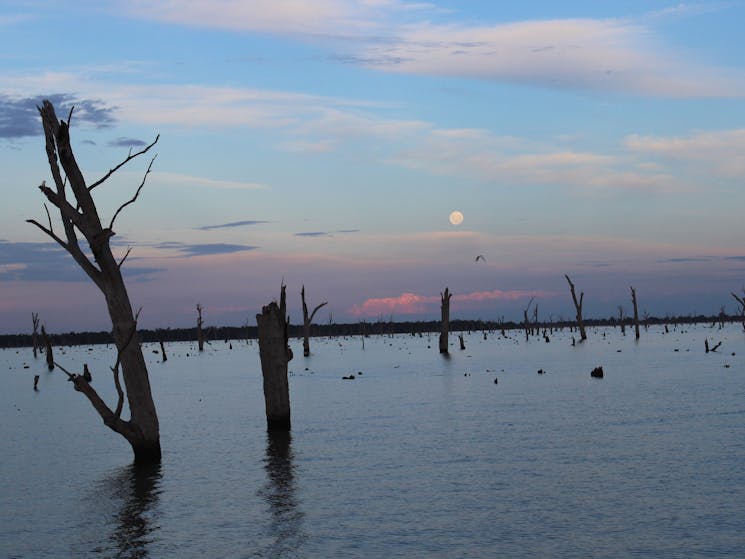 Sunset cruising through the trees, Lake Mulwala