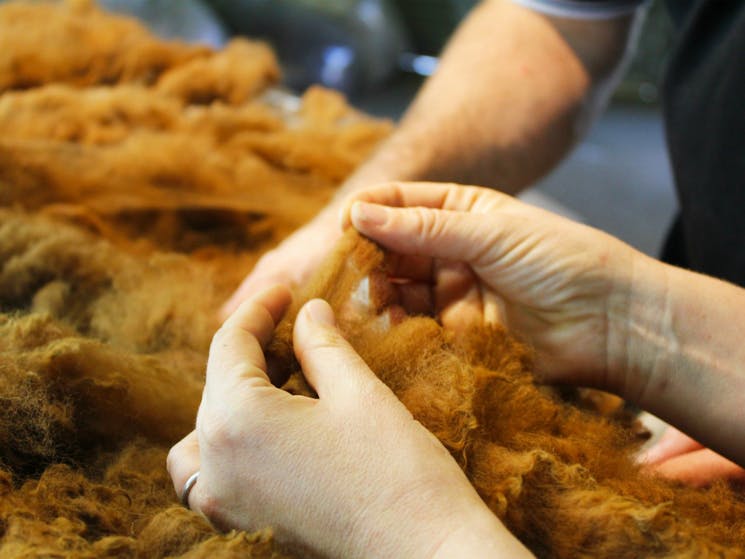 Examining alpaca fibre