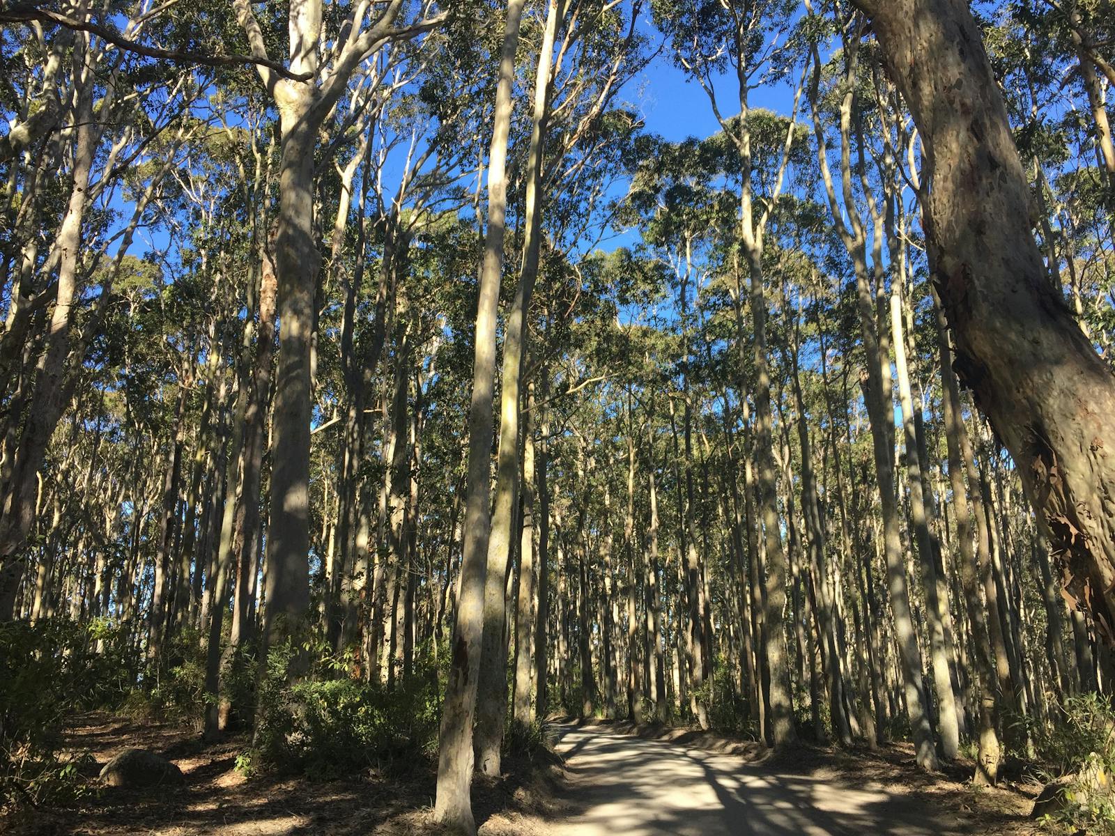 On the path of the trail