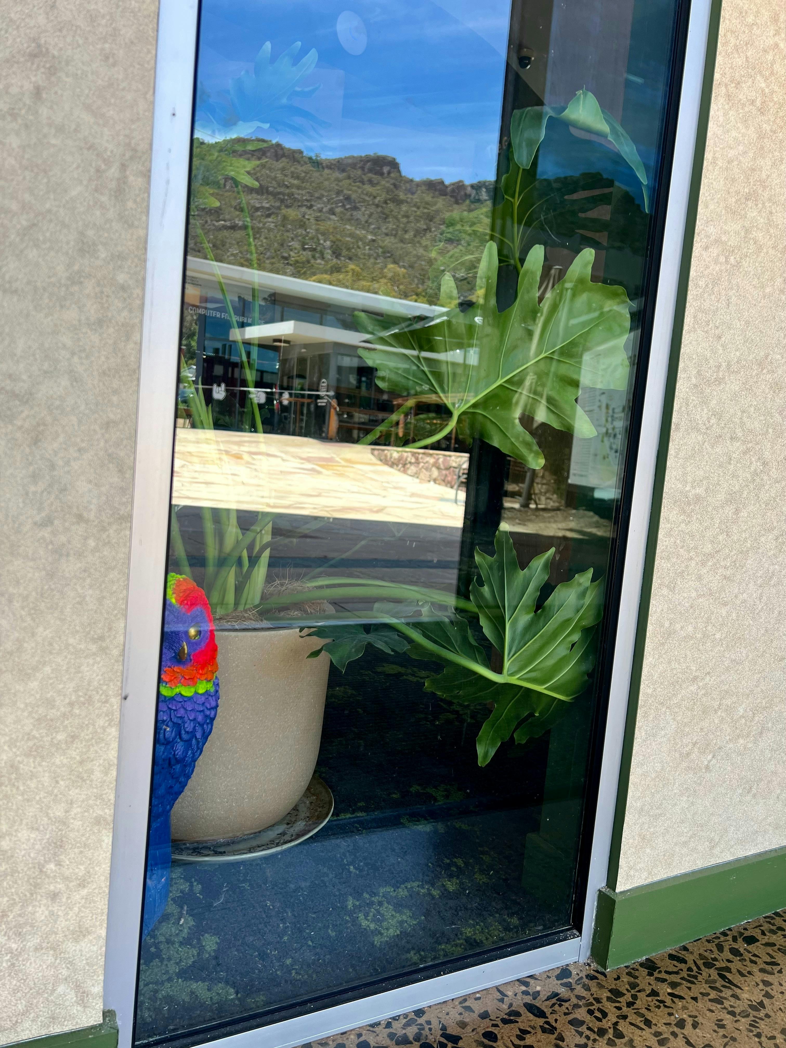 Shop window with a brightly painted parrot hidden in a corner