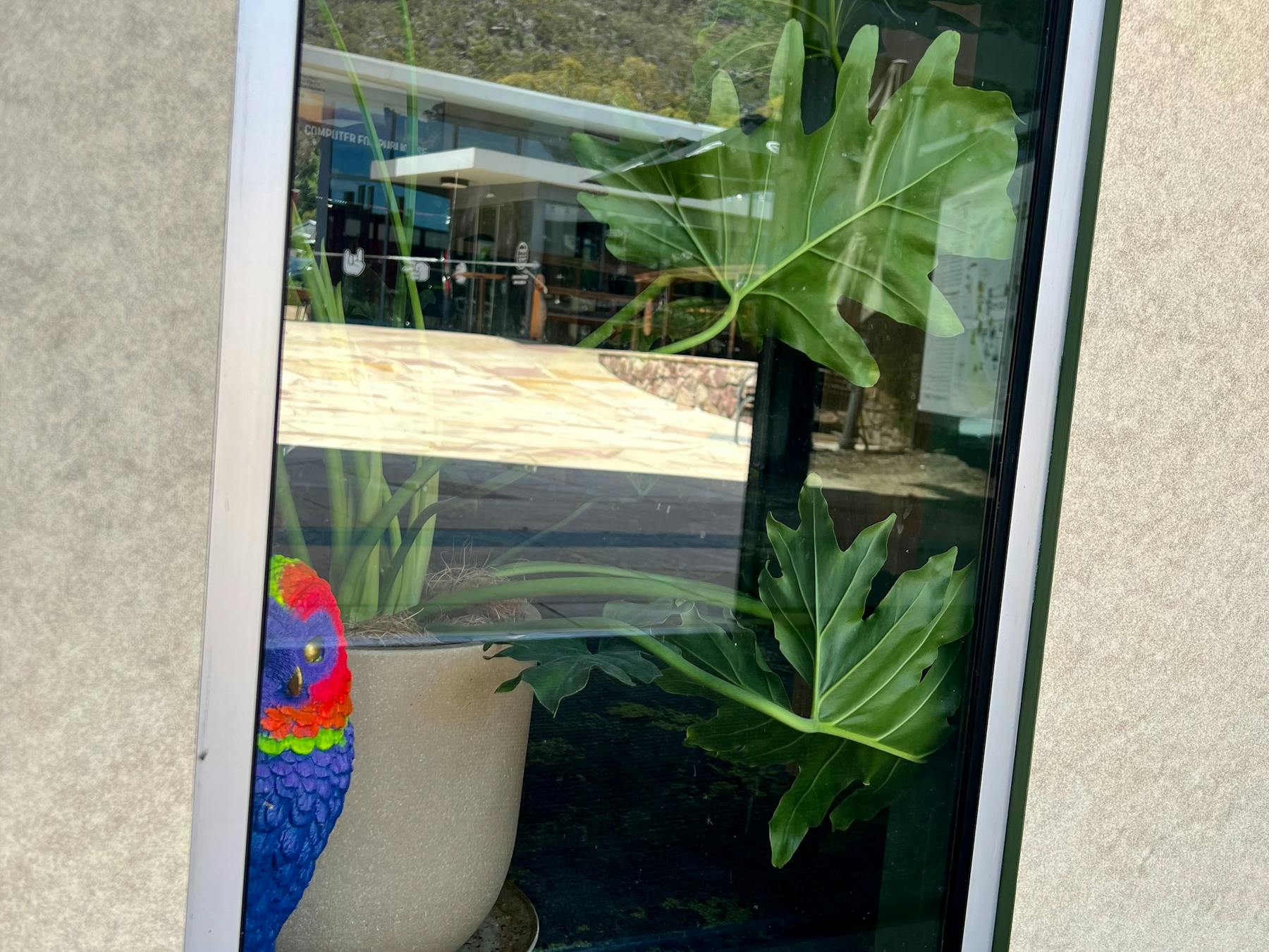 Shop window with a brightly painted parrot hidden in a corner