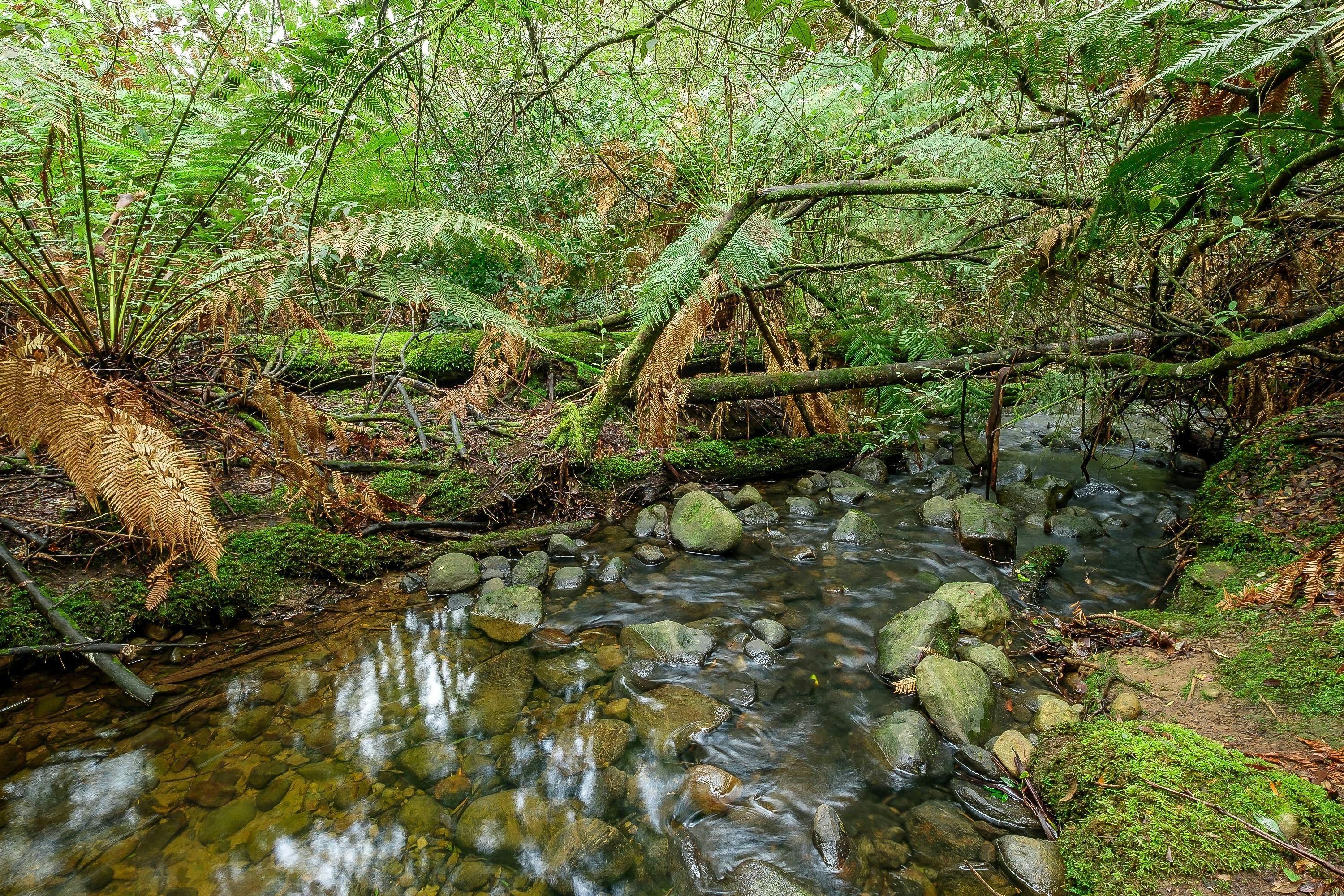 Sainty's Creek running through the property
