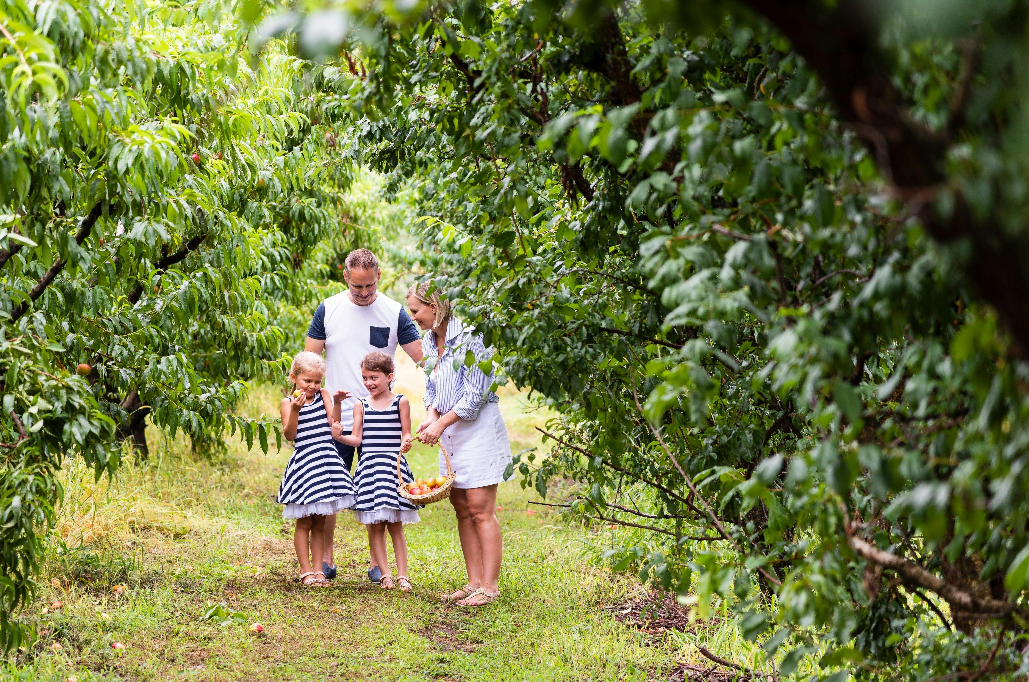 Family enjoying a day of fruit picking at Pine Crest Orchard, Bilpin