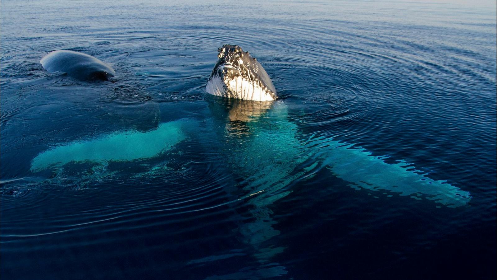 Kings Ningaloo Reef Tours, Exmouth, Western Australia