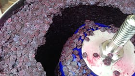 Pressed blueberry skins