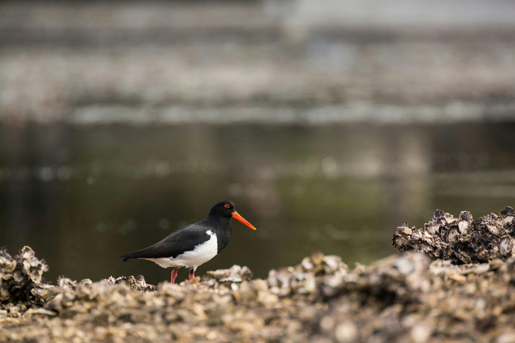 Oyster Catcher