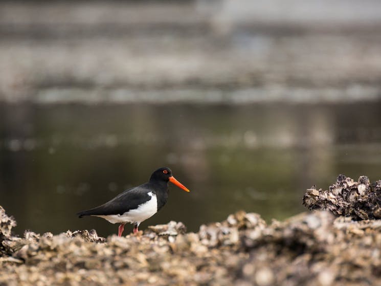 Oyster Catcher