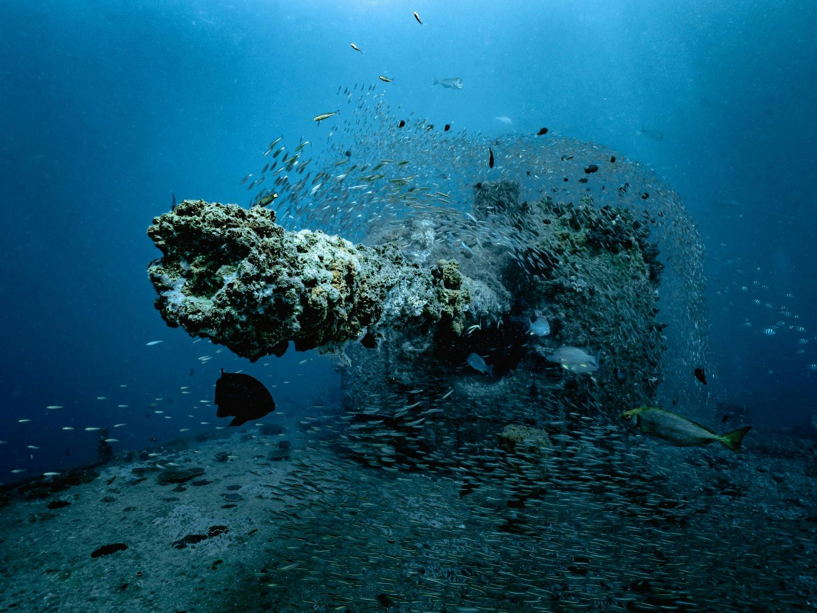 Fish swimming around the cannon of sunken HMAS Brisbane Wreck